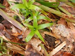 Attēlu rezultāti vaicājumam “Luzula luzuloides leaf”