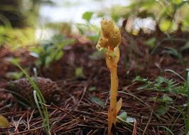 Image result for ギンリョウソウ