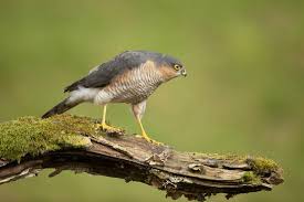 Attēlu rezultāti vaicājumam “Accipiter nisus male”