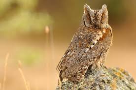 Image result for Otus scops
