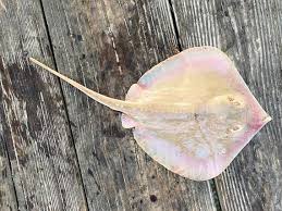 Image result for Hypanus sabinus