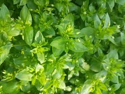 Attēlu rezultāti vaicājumam “Stellaria longifolia leaf”