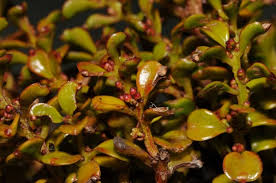 Attēlu rezultāti vaicājumam “Santalaceae”