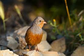 Image result for Emberiza caesia