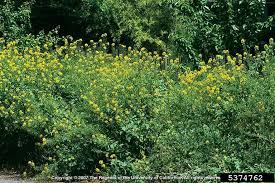 Attēlu rezultāti vaicājumam “Sinapis alba leaf”