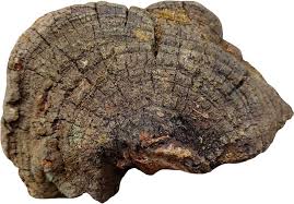 Attēlu rezultāti vaicājumam “Phellinus nigricans”