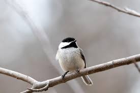 Attēlu rezultāti vaicājumam “Passeriformes”