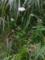 Attēlu rezultāti vaicājumam “Umbelliferae”