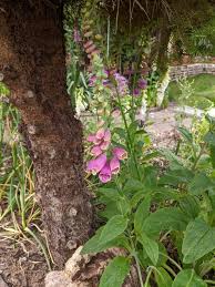 Image result for Fingerhut rot