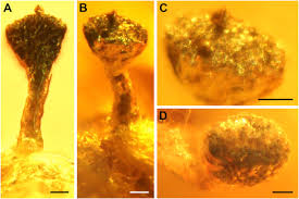 Attēlu rezultāti vaicājumam “Calicium adspersum”
