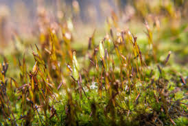 Attēlu rezultāti vaicājumam “Mnium”