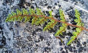 Attēlu rezultāti vaicājumam “Heterotrichia oerstedii (syn. Arcyria oerstedii)”