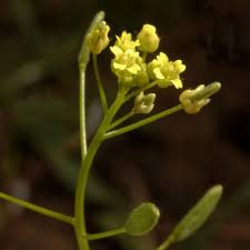 Attēlu rezultāti vaicājumam “Draba nemorosa fruit”