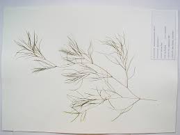 Attēlu rezultāti vaicājumam “Stuckenia pectinata leaf”