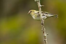 Attēlu rezultāti vaicājumam “Carduelis spinus female”