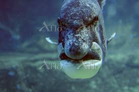 Image result for Cymatoceps nasutus