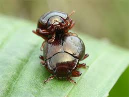 Attēlu rezultāti vaicājumam “Chrysolina staphylaea”