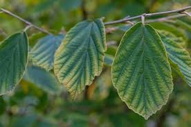 Attēlu rezultāti vaicājumam “Hamamelis japonica leaf”