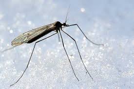 Attēlu rezultāti vaicājumam “Trichocera regelationis”