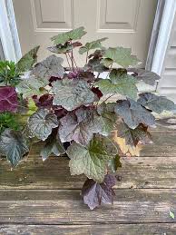 Image result for Heuchera `Palace Purple`