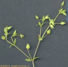 Attēlu rezultāti vaicājumam “Arenaria serpyllifolia”
