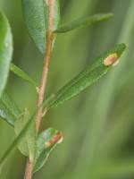 Attēlu rezultāti vaicājumam “Exobasidium cassandrae”