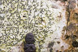 Attēlu rezultāti vaicājumam “Graphis scripta”