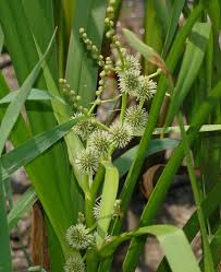 Attēlu rezultāti vaicājumam “Sparganium erectum aggr. fruit”