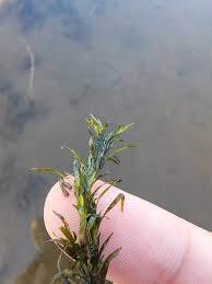 Attēlu rezultāti vaicājumam “Najadaceae”