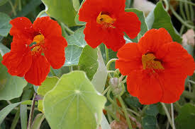 Image result for Tropaeolum majus