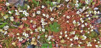 Attēlu rezultāti vaicājumam “Saxifraga tridactylites flower”