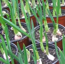 Attēlu rezultāti vaicājumam “Allium sativum fruit”