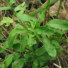 Attēlu rezultāti vaicājumam “Lepidium densiflorum leaf”