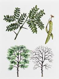 Attēlu rezultāti vaicājumam “Gleditsia triacanthos leaf”