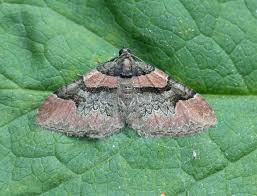 Attēlu rezultāti vaicājumam “Catarhoe rubidata”