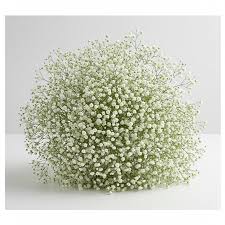 Attēlu rezultāti vaicājumam “Gypsophila fastigiata bud”