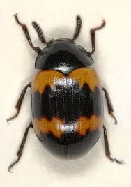 Attēlu rezultāti vaicājumam “Diaperis boleti”