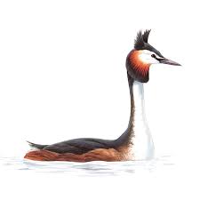 Attēlu rezultāti vaicājumam “Podiceps cristatus”