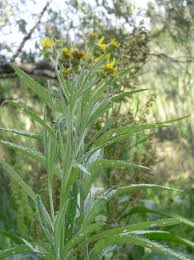 Attēlu rezultāti vaicājumam “Jacobaea paludosa flower”