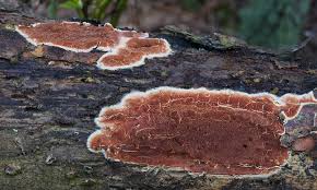 Attēlu rezultāti vaicājumam “Gloeoporus taxicola”