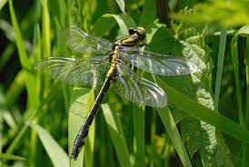 Attēlu rezultāti vaicājumam “Gomphus vulgatissimus”