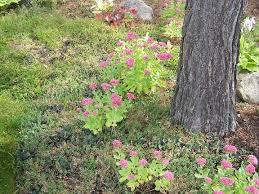 Image result for Sedum album `Coral Carpet`