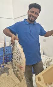 Image result for Pomadasys commersonnii