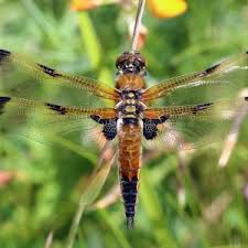 Attēlu rezultāti vaicājumam “Libellula quadrimaculata larva”