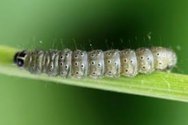 Attēlu rezultāti vaicājumam “Depressaria olerella imago”