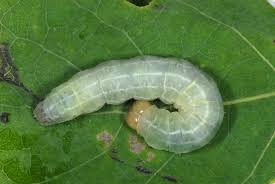 Attēlu rezultāti vaicājumam “Enargia paleacea”