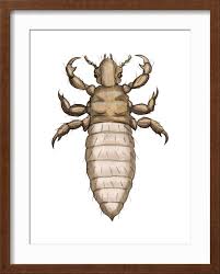 Attēlu rezultāti vaicājumam “Pediculus humanus capitis”