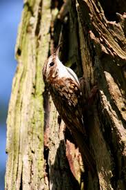 Attēlu rezultāti vaicājumam “Certhia familiaris adult”