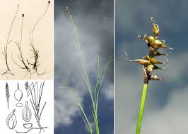 Attēlu rezultāti vaicājumam “Carex dioica”