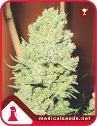 Resultado de imagen para la marihuana channel